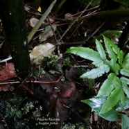 Ptisana fraxinea (Sm).Murdock.fougère tortue.( jeune fronde )marattiaceae.indigène Réunion..jpeg